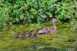 puces Lalinde,bébés canards,au moulin souci 068.JPG