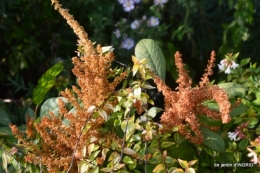 lantanas,jardin aout, 056.jpg