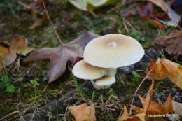 jardin ,Arya,noix 029.JPG