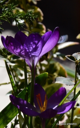 jardinière,insectes,achats 009.JPG