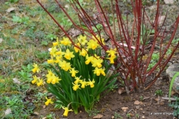 jardin printemps 009.JPG