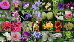 2014-04-06 tillandsia,rainette,terreau,jardin1.jpg