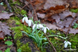 bulbes,perce neige,narcisse,pluie,hélébore,chapelle 136.jpg