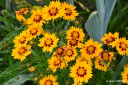 jardin,chez Bernadette,puces,cygnes,pluie 109.JPG
