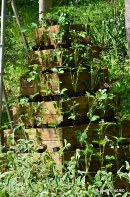 pyramide de fraisiers,toit végétalisé 004.JPG