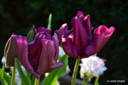 géraniums,glycine Monpazier,cabane,arums,fleurs sauvages 002.JPG