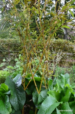 cornouiller,Limeuil,Campagne, 052.JPG