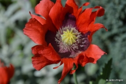 les épouvantails ,fleurs 004.JPG
