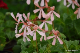 Fouleix,marguerites,hostas 021.JPG