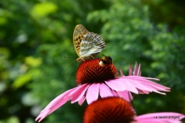 bienvenue au jardin,juin jardin 169.JPG