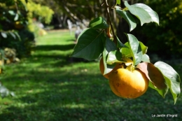 jardin automne,Arya avec Nicky 085.JPG