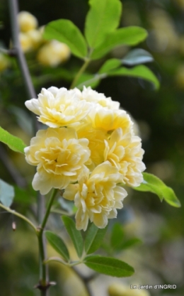 jardin avril 049.JPG