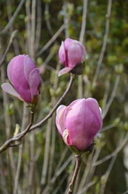 chevreuil,jardin,Paques avec les enfants 041.JPG