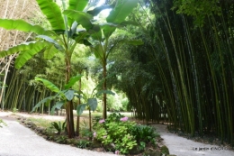 bambous Roque Gageac,jardin,bouquet 161.JPG