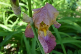 serre,iris,ancolie,iriseraie Papon,moulin 036.JPG