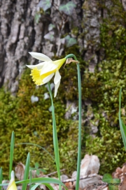 jonquilles dans les bois 043.JPG