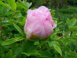 oeillet deltoide,géraniums macrorrhisum,ancolie,pivoine arbustive,lamium orvala