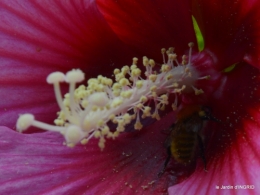 Ines,bouquet,hibiscus rose,cygnes,jardin 105.JPG