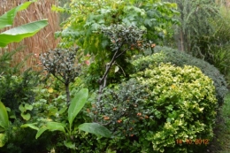 champignons,citrouilles,st Mayme de Péreyrol,fuschias,jardin aut 116.JPG