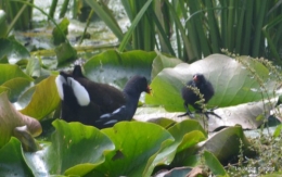 puces Lalinde,bébés canards,au moulin souci 121.JPG