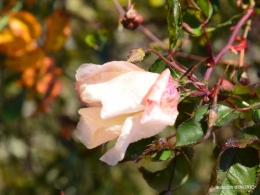 jardin givré,taille de prunus 002.JPG