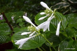 ombre,St Astier,St georges de Monclar,pluie,kois 104.JPG