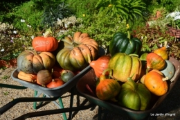 citrouilles,jardin matin et soir 118.JPG