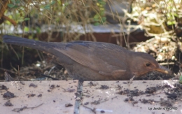 les oiseaux,les poules d'eau 036.JPG