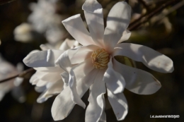 jonquilles,magnolia stellata 009.JPG