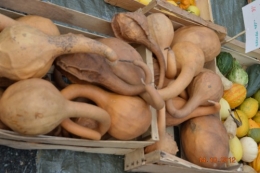 champignons,citrouilles,st Mayme de Péreyrol,fuschias,jardin aut 073.JPG