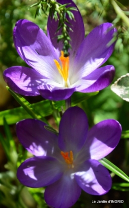 jardinière,insectes,achats 001.JPG