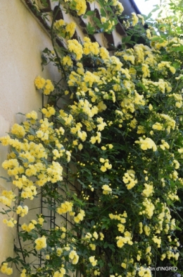 colline,orchidée,nature,jardin fleuri 020.JPG