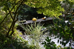 automne, décos cucurbitacées,jardin 025.JPG