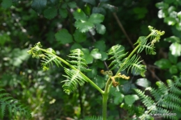 Fouleix,cygnes,Inès,jardin 065.JPG