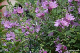 jardin matin,Romane ,nicky 032.JPG