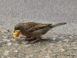 trémolat,oiseaux,jardin,cygnes,roses, 080.JPG