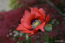 mai au jardin,les filles 011.JPG