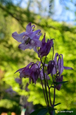 Ciron,pivoine,escargot,jardin,ancolie,glycine 219.JPG