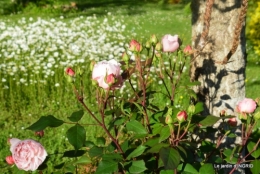 roses,jardin,Le Fleix,bleu 102.JPG