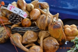 champignons,citrouilles,st Mayme de Péreyrol,fuschias,jardin aut 068.JPG