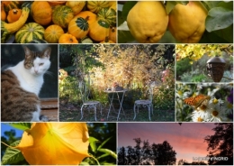 2018-10-01 famille,jardin,bouquet,papillons2.jpg