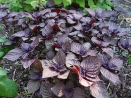 perilla-frutescens-500x375.jpg