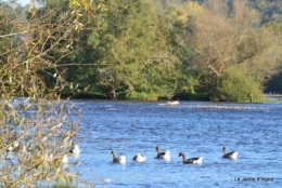 sentier des cygnes,automne novembre 052.jpg