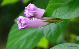 bourdon,sauges,pluie 060.JPG