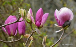 printemps,osier,tipi 037.JPG