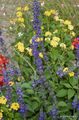 après la pluie,Tuillères,Mne Peirichou fleurs 083.JPG