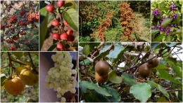 2012-10-25 automne,troc2012,Mouleydier,serre.jpg
