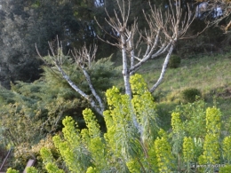 Romane,arbre de Paques,chez Bernadette,jardin 040.JPG
