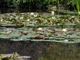 Normandie,jardin Monet,baie de Somme,chez Marylaur 205.JPG