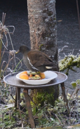 le givre le 31 déc 048.JPG
